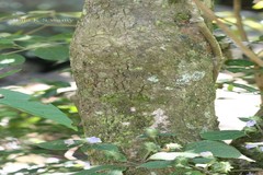 Vernonia travancorica